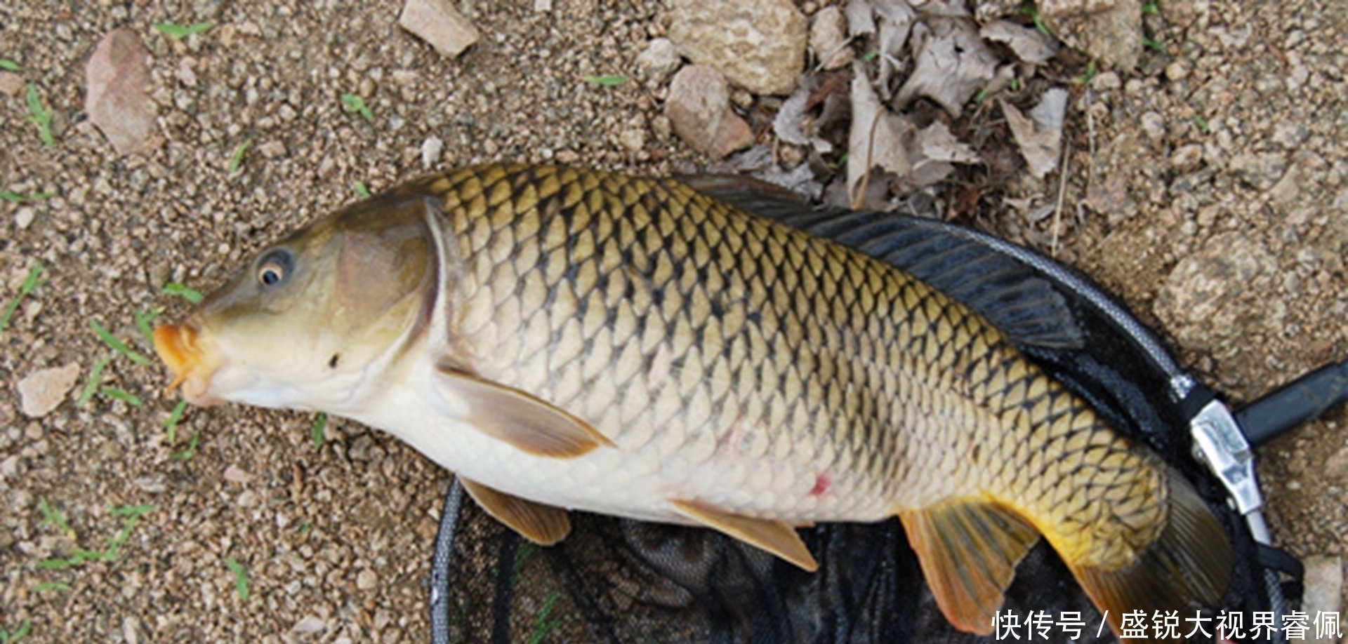 鲤鱼|夏季野钓还在傻傻打重窝，老钓友这种方法，大鲤鱼钓得手软
