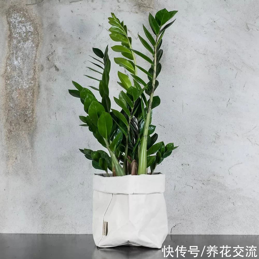 颗粒物|7种可以吸附室内灰尘和颗粒物的绿色观叶植物,可以多养几盆