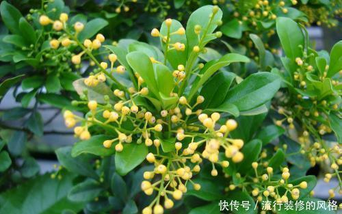 夏天|夏天就养4种花,越热越浇水,盛开时繁花似锦,花色美轮美奂