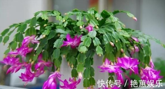 人心情|蟹爪兰“蔫吧”没精神,学会3个方法,叶片油绿、开花多,长爆盆