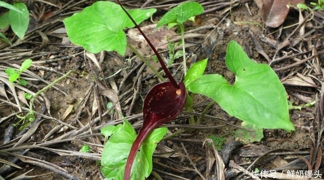 山里遇见这种植物,是您福分,请记住它,当下极为珍贵