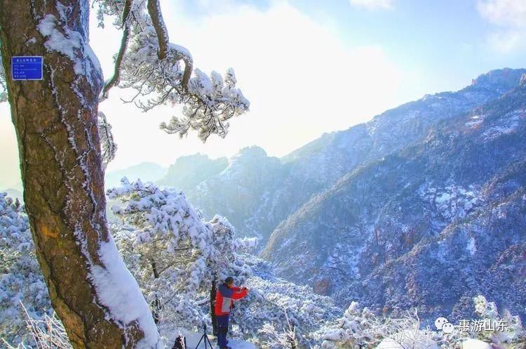 泰山银装素裹后石坞，雪松玉树赛仙境！