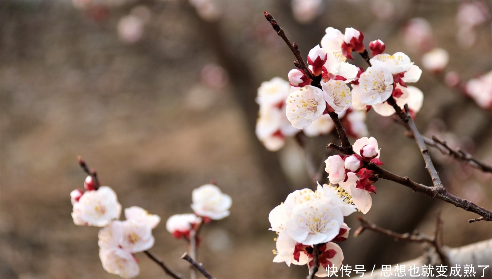 杏花绚丽绽放，邂逅最美春景