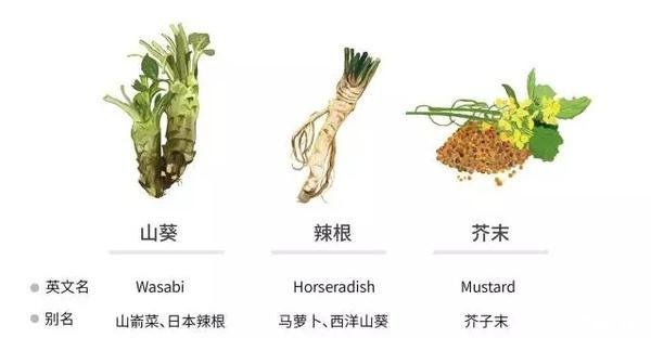 一张图读懂山葵 辣根与芥末的区别 快资讯