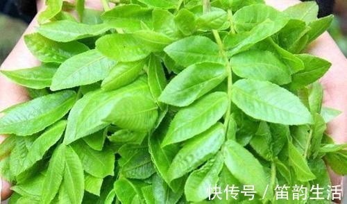 绿萝花|糖尿病的“福音”找到了,每天用“它”泡水喝,血糖或能悄悄下降