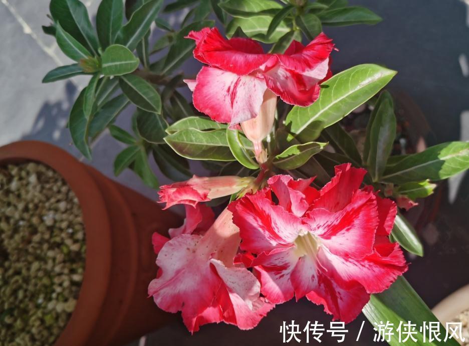 带大肚子的沙漠玫瑰,养护多注意这5点,霸气镇宅,开花比月季美