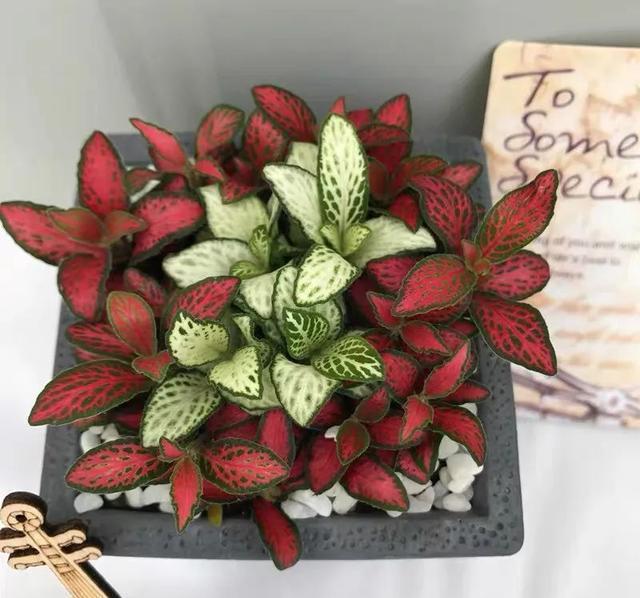 清新|办公桌养几盆网纹草,叶子比花还好看,清新又养眼