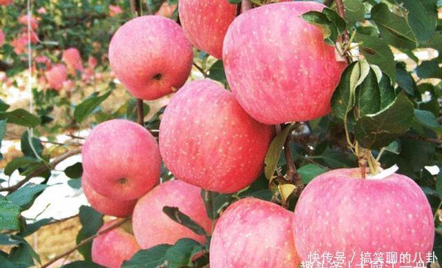 好处|把苹果放进蒸锅里蒸一蒸,没想到好处这么多,现在知道还不晚