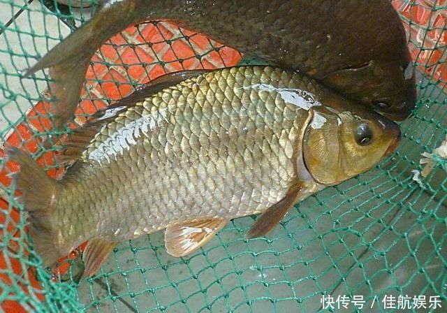 野钓|搞明白什么是大鲫压底,小鲫钓浮,野钓鲫鱼,也能比别人多钓几斤
