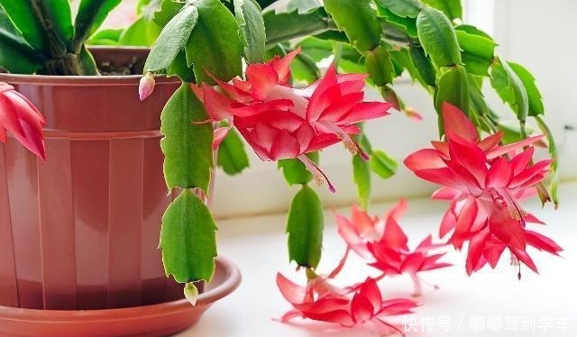 蟹爪兰还不开花这3招用上,28天就能见花苞!