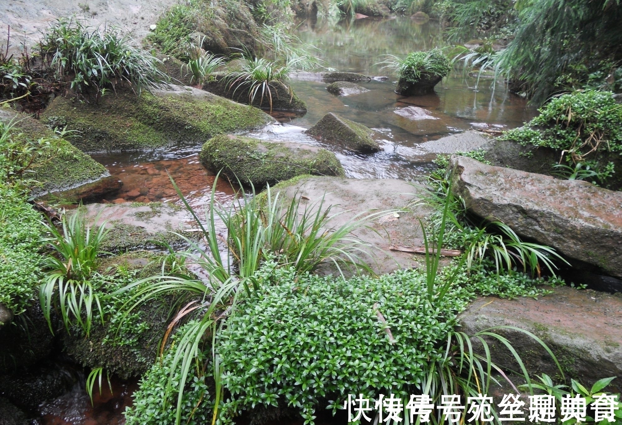 王象晋|李时珍:“益五脏,通九窍”,石菖蒲用处多,价值珍贵,别被偷走