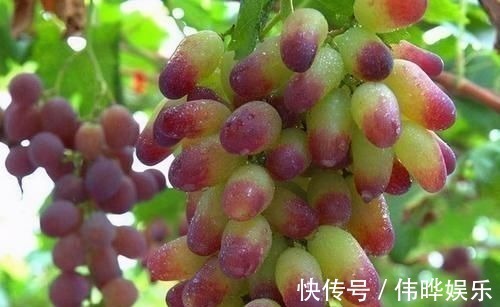 腰果|夏季养生,女性不妨常吃3种食物,滋养肌肤,排毒抗衰老