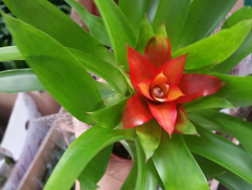 叶子|靠养花愉悦自己，盆栽这3款试试，寓意好，漂亮又实用