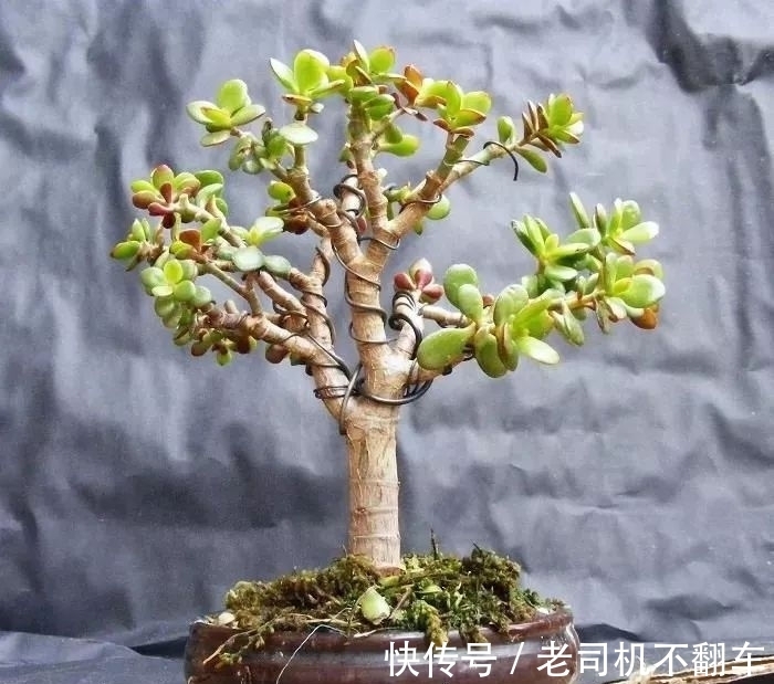 这三种多肉植物不养成盆景就太浪费了,附上制作和养护技巧