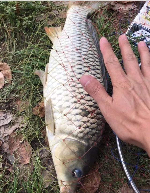 陌生水域总钓不到鱼?教你3个开饵绝招,钓的都是大家伙