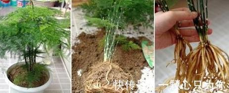 家里的文竹此样做,1盆轻松变10盆,枝叶繁茂观赏性高