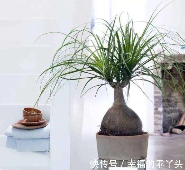 6种花不怕旱,小盆种少浇水,枝繁叶茂真好看,适合懒人