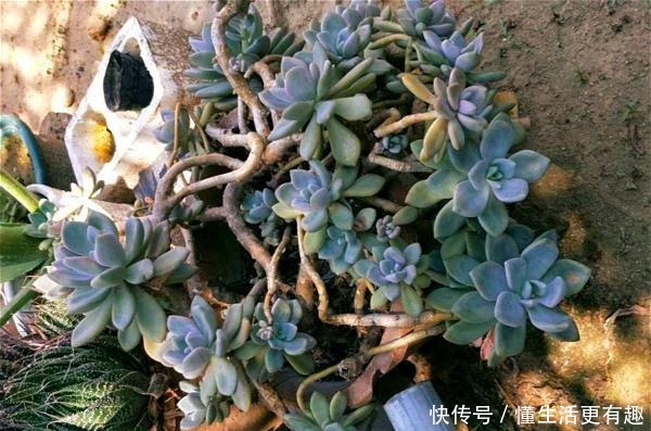 将多肉养成老桩有何难跟着我4步操作,快速养成瀑布型老桩!