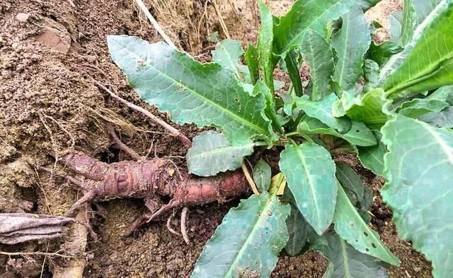 此物俗称“牛舌菜”,根价值不输人参,河边就有,遇见带走