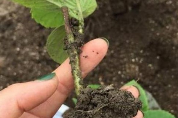 这三种花不用等，现在扦插越热生根越快，再晚又要等到明年了