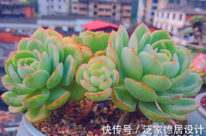 颗粒|平常翠翠红红,出状态之后妖妖艳艳,这种多肉名字还好听,叫晨露