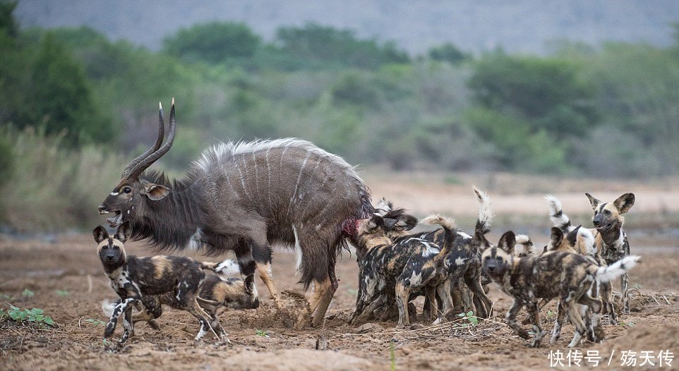 实拍非洲鬣狗的掏肛绝活,草原上动物的噩梦,就连大象也难以逃脱