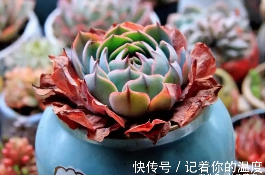 肉肉|多肉枯叶有4种原因,有的要及时摘,有的不能摘,有的要抢救