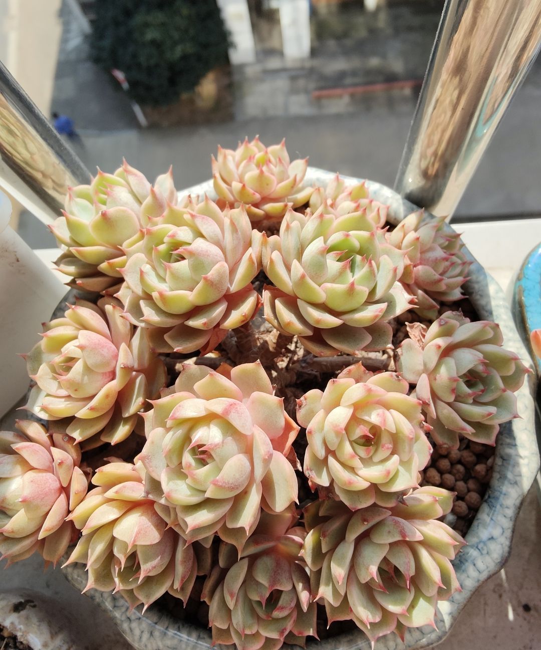 跌落神坛的“三多肉”,恰如仙子临凡尘,现沦为“普货”仍受宠爱