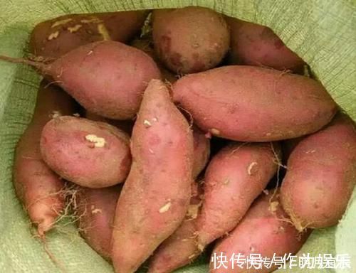 大错|保存红薯，直接丢地上是大错！学会这招，放半年都不坏，越放越甜