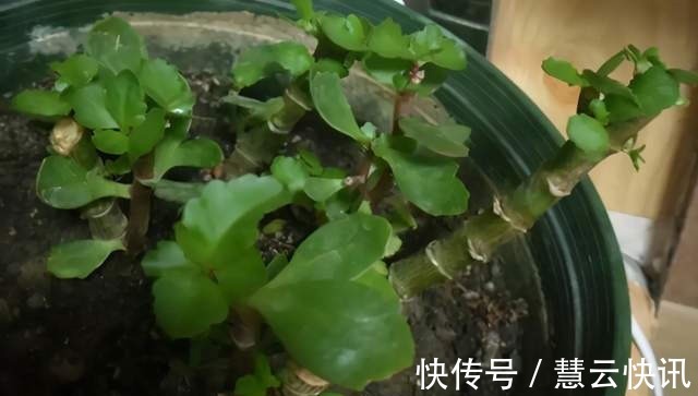 长寿花什么时候修剪三种情况赶紧剪,越剪越旺盛,开成大花球