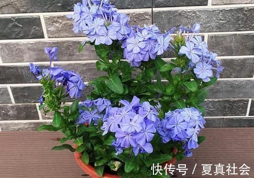 金边吊兰|大暑过后，“3种花”扦插正合适，剪个枝扔盆里，大白根呼呼长