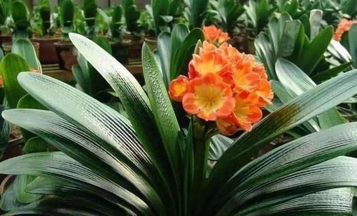 绿色植物|君子兰开花掌握4个“要点”，不出一月长花苞，花开时间持久