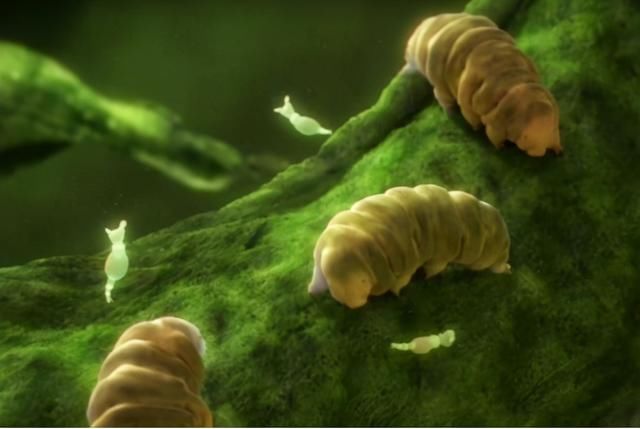 地球上最“逆天”的生物,能在太空中产崽,甚至违背自然规律