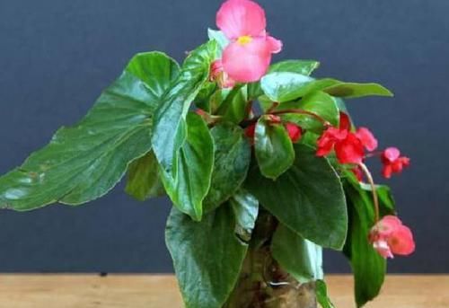 看了这些，你还觉得水培比土培更省心，不需要打理吗？