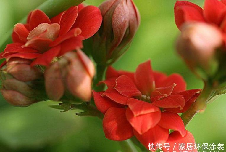 用多肉唐印嫁接长寿花能成活吗？理论上能活，因为它们同科同属