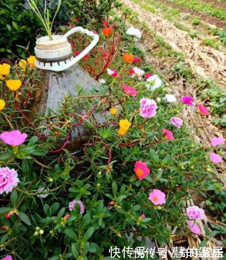 养花没有盆,3个妙招,就能自制出漂亮的花盆,阳台上种了好多花