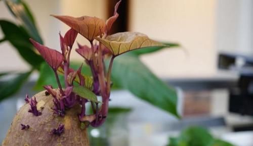 食物发芽后含有剧毒？3种食物发芽后虽然无害，但要赶紧吃掉