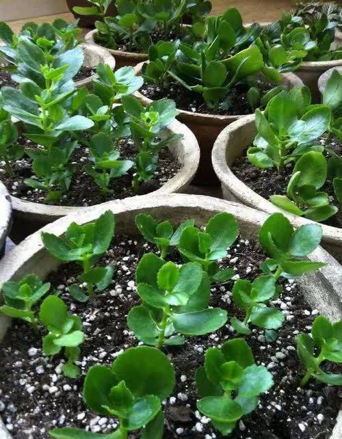 养了3年长寿花，家里“到处”都开花，繁殖几十盆成大户！