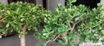 它就是“养花万能水”，比淘米水、啤酒水强10倍，植物吸收快