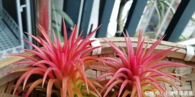 超好养的5种花,扔土里就活,给点水就疯长,漂亮大气!