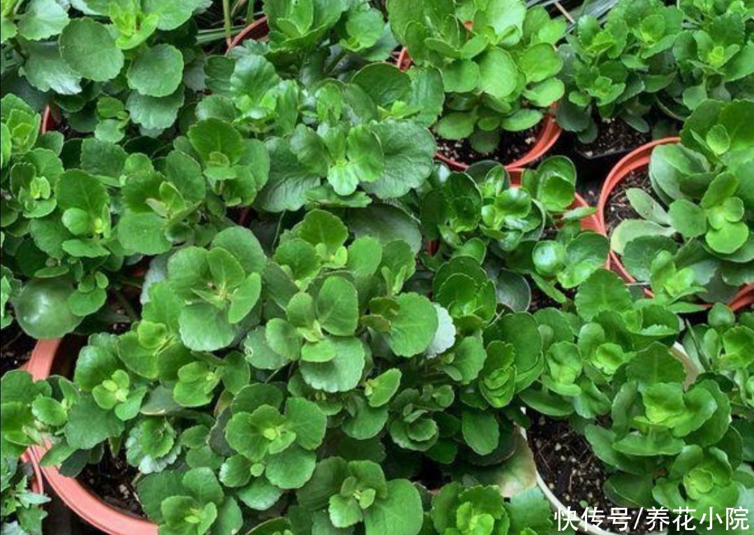 太阳花|4种漂亮的花,天热也能扦插,根本不用买