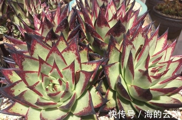 多肉植物中的6位舞者，个个都很漂亮，听名字就很想拥有一盆