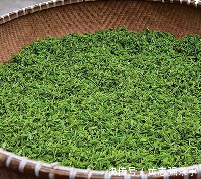 采摘!头采茶vs头春茶