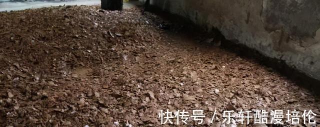 体型|安徽钓鱼人耗费近两千元打窝，钓起“茨河鱼王”，体型堪比成年人