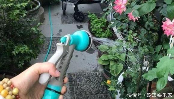 养花浇水是技术活盆栽远离5种水,植物伤亡少、花友不走弯路