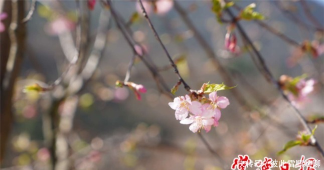 老年|春色撩人，临澧太浮山漫山樱花怒放美景“霸屏”