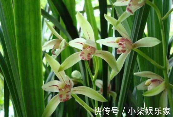 发芽|养兰花的“捷径”，最好别用，伤芽伤根，不出半年就枯萎