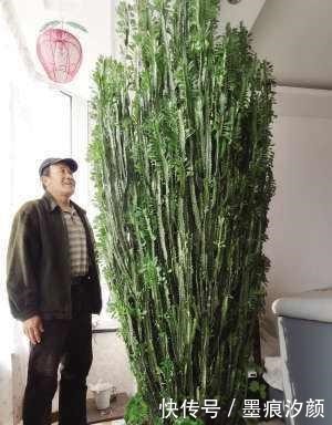 一种花,能窜到2米,大气且寓意不错,客厅养正适合!