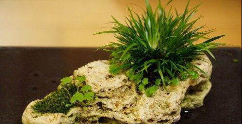 茶室|此盆栽好看,清香致雅,天然的盆景,易养护,是室内茶室摆放佳品