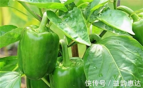 陈医师|养肝就是保命,常吃3种食物,3块钱买一把,养肝护肝,清肝明目